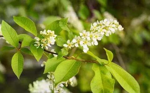  朴树开什么颜色的花，朴树开花结果图片？ 