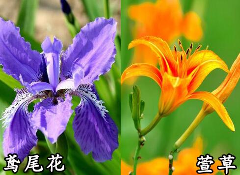  萱草和鸢尾的区别「常绿鸢尾和常绿萱草有什么区别」 