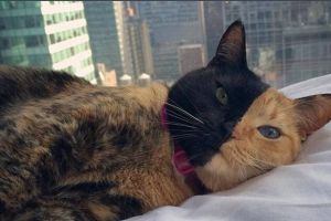 分裂猫