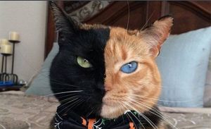 分裂猫